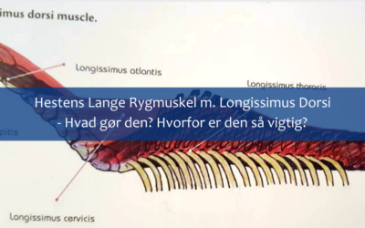 Hestens lange rygmuskel – m. Longissimus Dorsi – Hvad gør den? Og hvorfor er den vigtig?