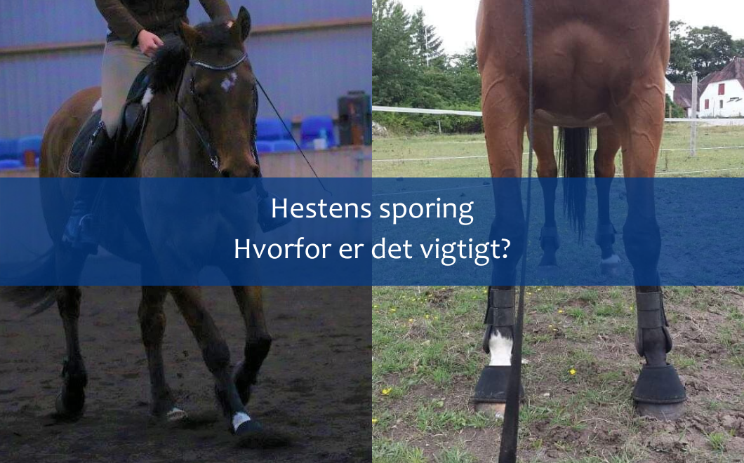 Hestens sporing – hvorfor er det vigtigt?